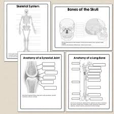 A long bone has two parts: Advanced Human Body Systems Or Anatomy Worksheets Diagrams Tpt