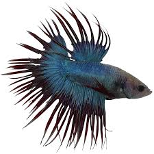 Male bettas must be kept in individual tanks or be the only betta in a community aquarium do not keep males and female together unless both are ready to. Crowntail Male Betta Fish 1 Ct Betta Meijer Grocery Pharmacy Home More