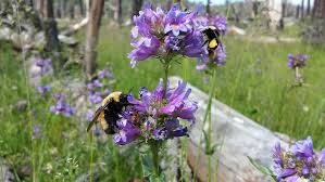 Discover the best types of flowers for bees, with examples of the best bee plants throughout the year. New Study Helps California S Bumble Bees By Identifying Their Favorite Flowers