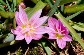 Image result for Rytigynia lewisii