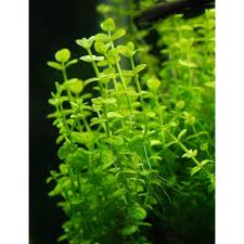 Image result for Lindernia monroi