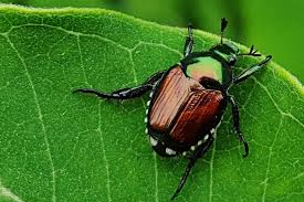 6 tips to control japanese beetles. How To Get Rid Of Japanese Beetles 2021 Pestkilled
