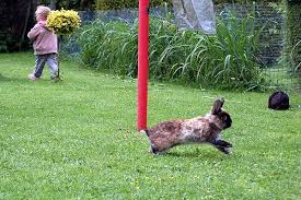 Frei Im Garten Laufen Lassen Kaninchen