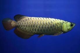 How To Use Arowana Fish In Feng Shui Lovetoknow