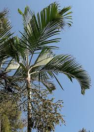 Image result for Dypsis lutescens
