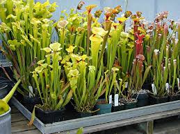 27 best indoor flowering plants for your home. Growing Sarracenia Icps