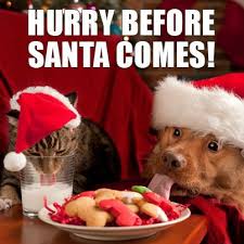 Happy Holidays Christmas Animals Funny Christmas Pictures Pet Holiday