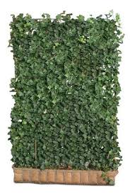 Efeu Hecke 6 Stuck H 180 X B 120 Cm Sichtschutz Fertighecke Efeu Garten Terrasse Gartenzaune Sichtsc Efeuhecke Garten Sichtschutzzaun Garten