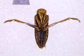 Image result for Notonectidae