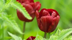 The nursery is also a supplier of fruit and nut trees.the nursery carries the largest range of nut trees in ireland and is ireland's leading supplier of nut trees. The Best Fruit Trees For A Small Garden
