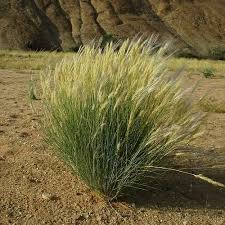 Image result for Stipagrostis