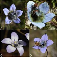 Image result for Wahlenbergia androsacea