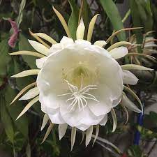 10 Tips For Growing A Queen Of The Night Cactus Garden Lovers Club Queen Of The Night Cactus Night Blooming Flowers Epiphyllum Oxypetalum