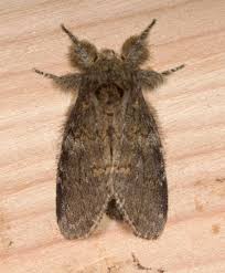 Image result for Pellaea angulosa