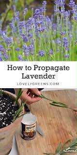 Plants For Free How To Propagate Lavender From Cuttings Lovely Greens Video Video How To Propagate Lavender Plants Propagating Plants