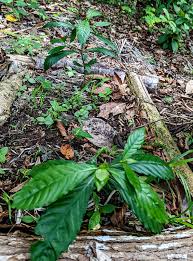 Image result for Psychotria peduncularis