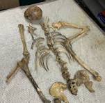 Skeleton assembled from multiple individuals thousands of ...