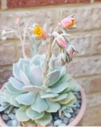 Some of the cheap flowers has additional option that can be viewed on next page. 10 Best For Bonsai Weed Plant Reddit Pink Wool