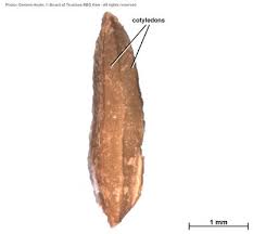 Image result for Megalochlamys hamata
