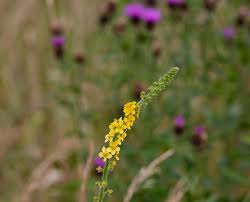 Image result for Juncaginaceae