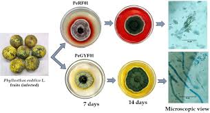 Image result for Phyllanthus graminicola