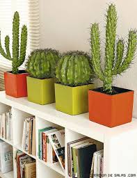 Son unas plantas de interior perfectas y se amoldan a cualquier maceta. Ideas Para Decorar Con Cactus Decoracion De Salas