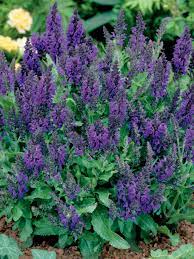 Salvia Marcus Bluestone Perennials