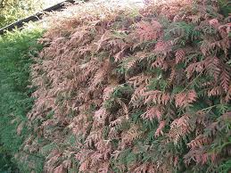 Image result for kabatina thujae