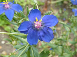 Image result for Primulaceae