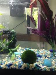 I Just Got My Marimo Today He Is Currently In A 10 Gallon Tank At About 80 Degrees F With One Betta Fish Not Currently In T Marimo Betta Fish Tank Fish Tank