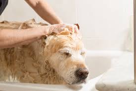 The question, i admit, seems strange. Hair Follicle Tumors In Dogs Symptoms Causes Diagnosis Treatment Recovery Management Cost