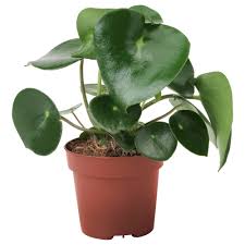 Peperomia Polybotrya Roslina Doniczkowa Kupuj Dzisiaj Ikea