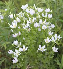 Image result for Saintpauliopsis lebrunii