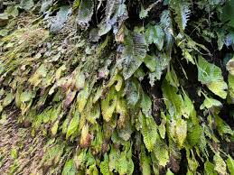 Image result for Streptocarpus milanjianus