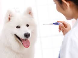 Your resting heart rate may reveal way more than just how fit you are. Normal Temperature Heart And Respiratory Rates In Dogs