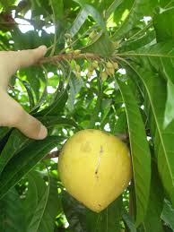 Knowing how to identify tree leaves can help to know which trees are growing in woodlands, forests, or parks. Fruit Bearing Tree Identification Biology Stack Exchange