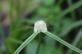 Image result for Kyllinga squamulata