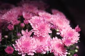 Du suchst lustige bilder für whatsapp auf deutsch? Blumenbilder Blumen Kostenlose Bilder Herunterladen Titania Foto