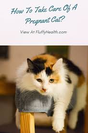 How To Take Care Of A Pregnant Cat In 2020 Pregnant Cat Cats Cat Life Hacks