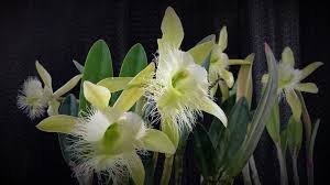 Image result for Summerhayesia