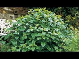 Lemon balm is a purported galactogogue, with some weak supporting. How To Identify Lemon Balm Plants For Anxiety And Restlessness Youtube