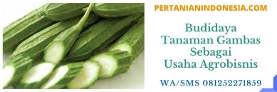 Maybe you would like to learn more about one of these? Tanaman Gambas Sebagai Usaha Agrobisnis