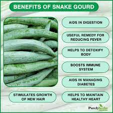 They have motherly attitude and sacrifices its life for. Purelyherbs On Twitter Snake Gourd Might Not Be Your Favorite Vegetable But It Is One Of The Healthiest Vegetable It Contains High Amounts Of Protein Vitamins Calcium Iron Magnesium Potassium Etc Read