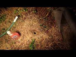 The liquid dish soap can act as the deterrent to ground wasps in wall and bald face wasp. How To Destroy Wasp Yellow Jacket Ground Nest Video Naturally Using Soap And Water Youtube
