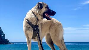 Instead, you should put the collar on your dog and let them wear it around for a week or so. How A Shock Collar Changed My Relationship With My Dog Outside Online