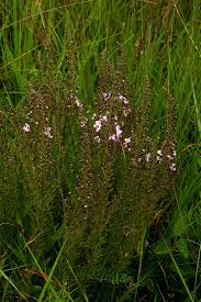 Image result for Sopubia mannii