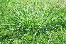 Removing more not only allows more light to reach weeds, it also. How To Kill Crabgrass