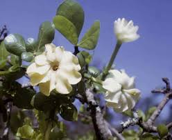 Image result for Gardenia ternifolia