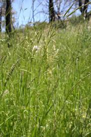 Image result for Glyceria