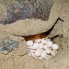 Their characteristics, habitat, food, breeding pattern, threats, conservation efforts and other information have been discussed here. 1